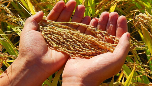 同样都是人口大国，为何我国需要进口粮食，而