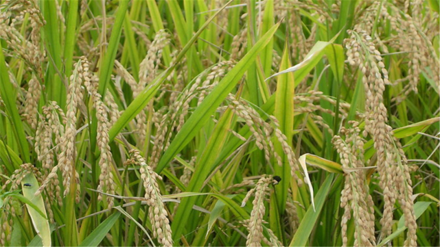 同样都是人口大国，为何我国需要进口粮食，而