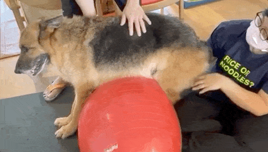 15岁爱犬生命倒计时 郑秀文夫妇24小时陪伴在侧