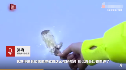 极限挑战刘宇宁摘国家保护植物遭专家打脸，争