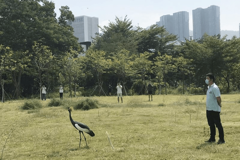 这位误入深圳大学城的“非洲裔留学生”已安全