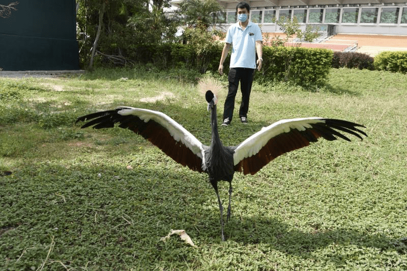 这位误入深圳大学城的“非洲裔留学生”已安全