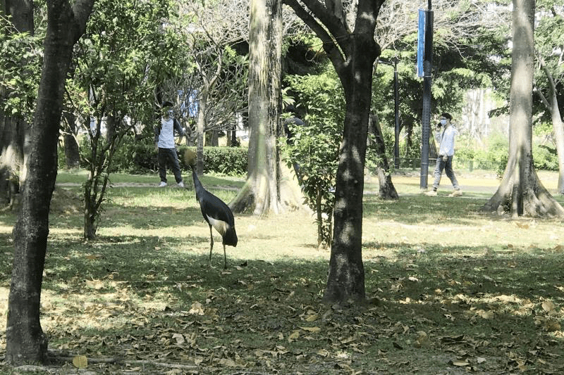 这位误入深圳大学城的“非洲裔留学生”已安全