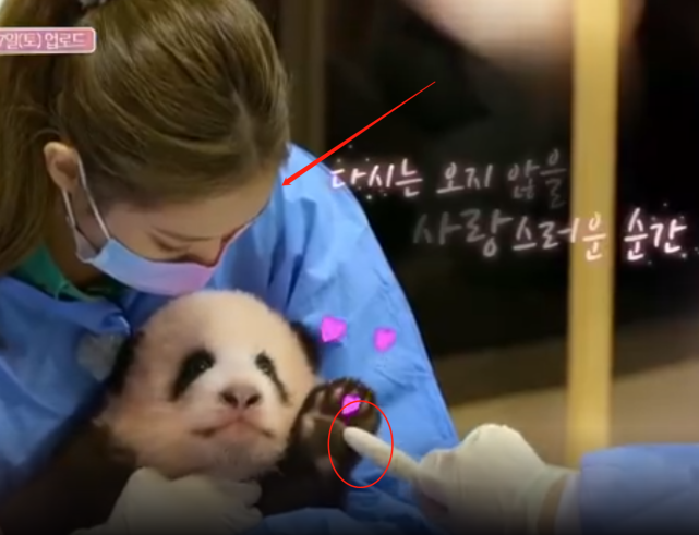 韩国女团违规抱熊猫幼崽后，粉丝与防弹粉互骂