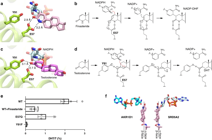腾讯 AI 医学进展破解“秃头”难题，登 Nature 子
