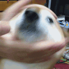 疯狂！ 半年4倍 危机突降 妖股终于要熄火了？