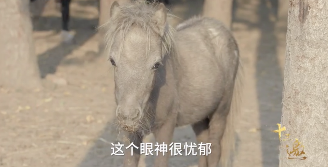 《幸福三重奏》三对夫妻谁最有钱？于谦有私人