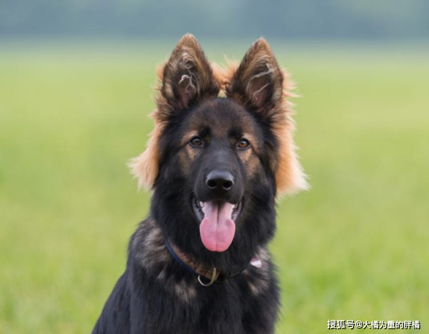 10岁德牧被扔河里，身上绑着石块，夫妇闹离婚却