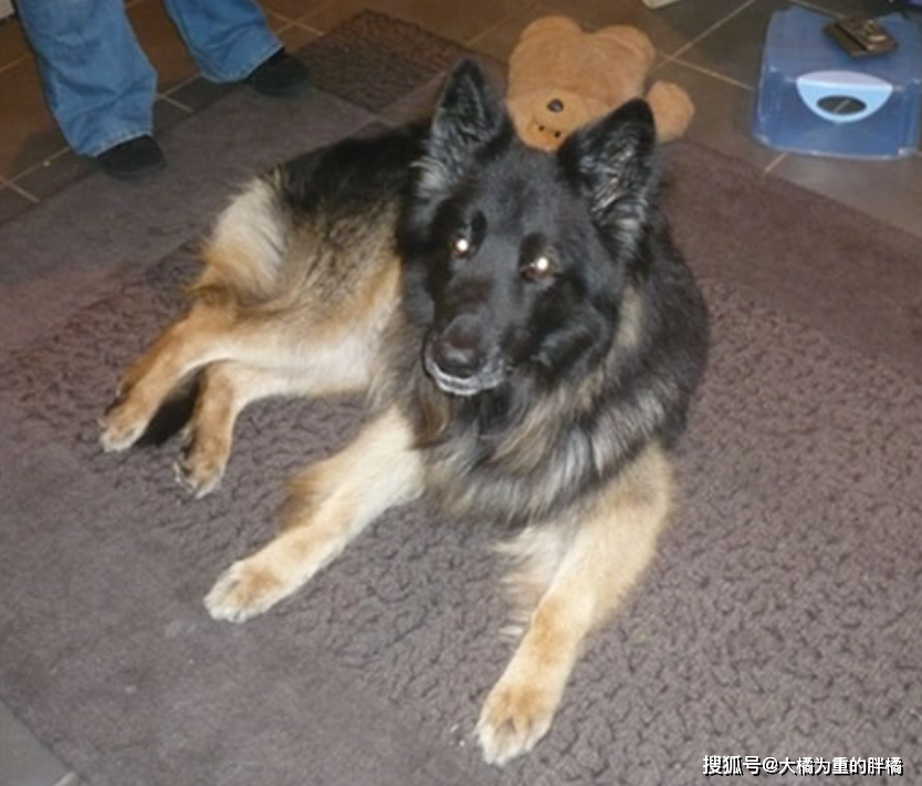 10岁德牧被扔河里，身上绑着石块，夫妇闹离婚却