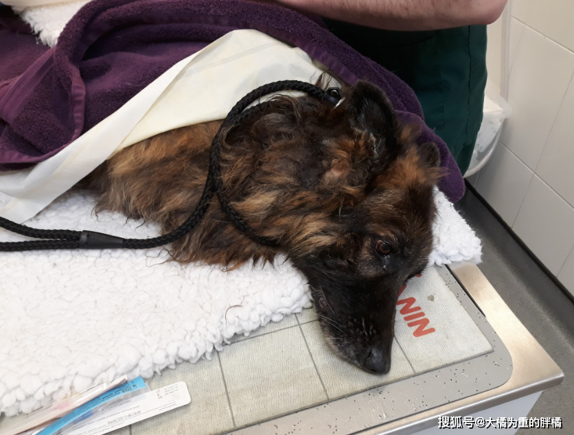 10岁德牧被扔河里，身上绑着石块，夫妇闹离婚却