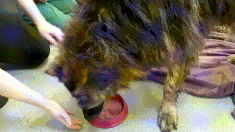 10岁德牧被扔河里，身上绑着石块，夫妇闹离婚却