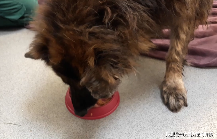 10岁德牧被扔河里，身上绑着石块，夫妇闹离婚却