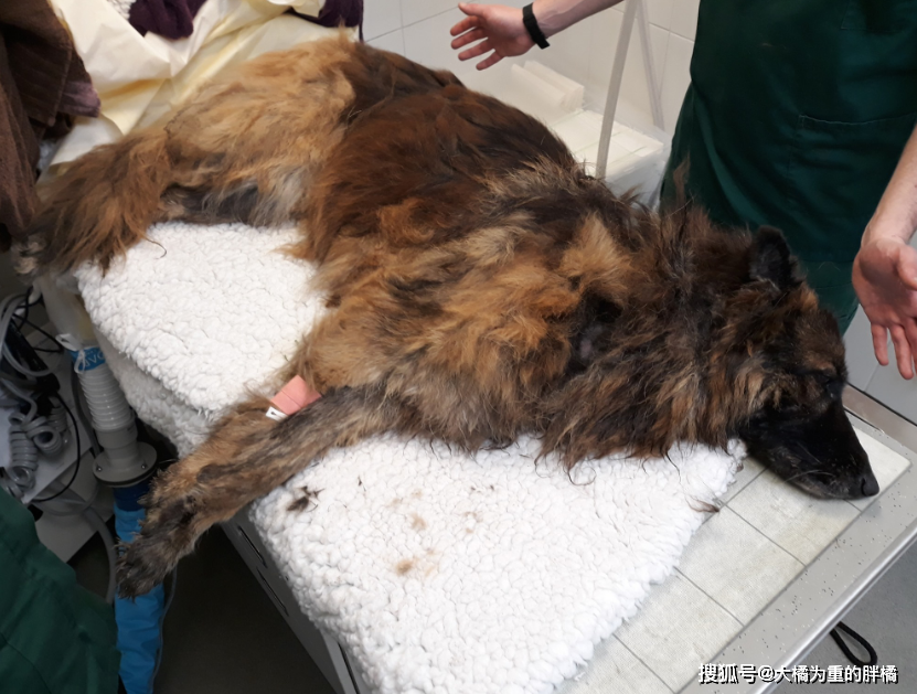 10岁德牧被扔河里，身上绑着石块，夫妇闹离婚却