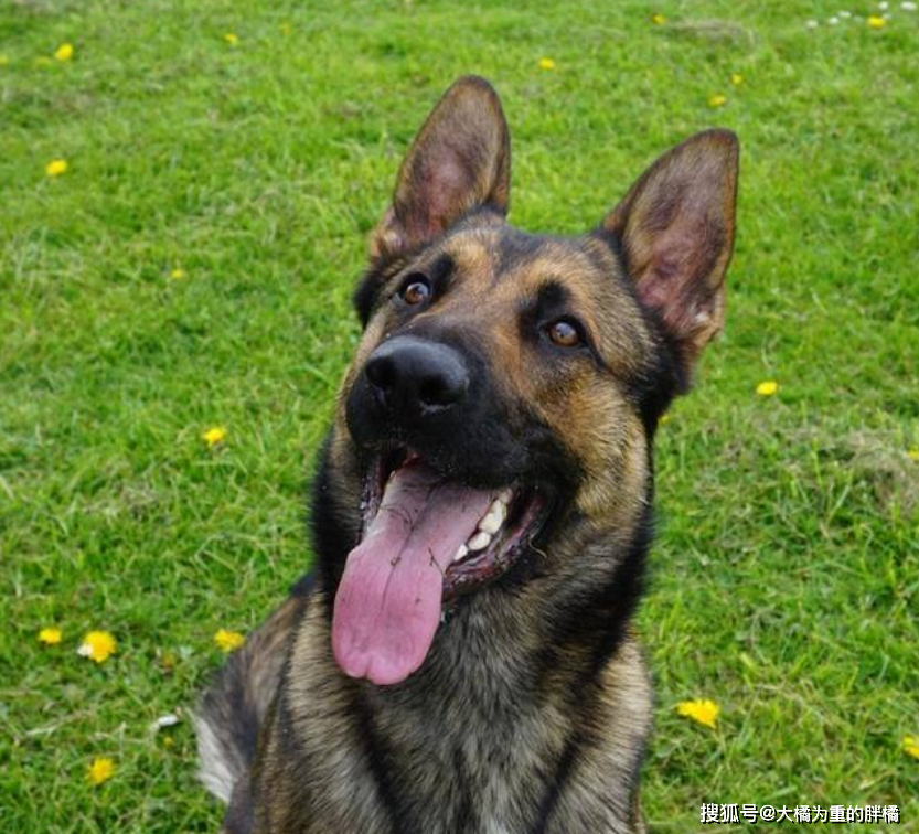 10岁德牧被扔河里，身上绑着石块，夫妇闹离婚却