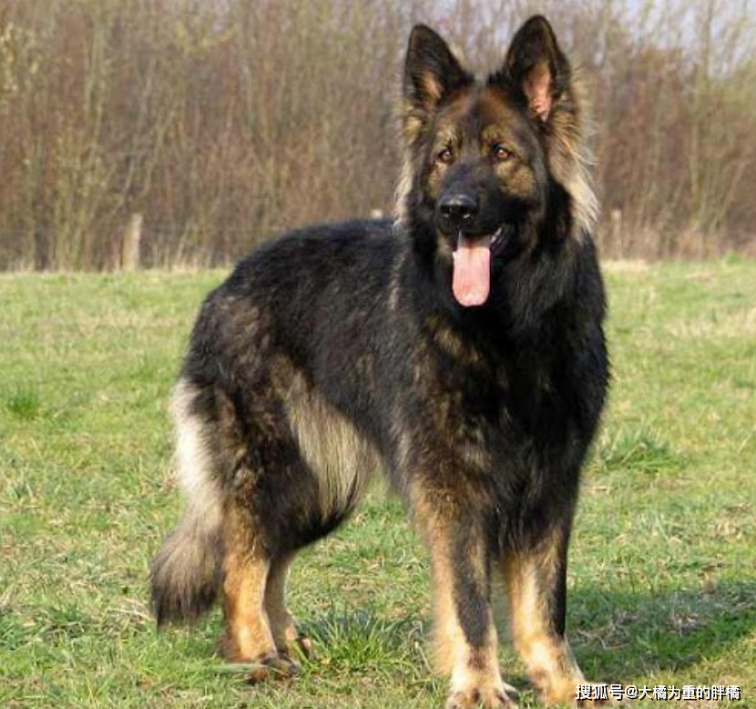 10岁德牧被扔河里，身上绑着石块，夫妇闹离婚却