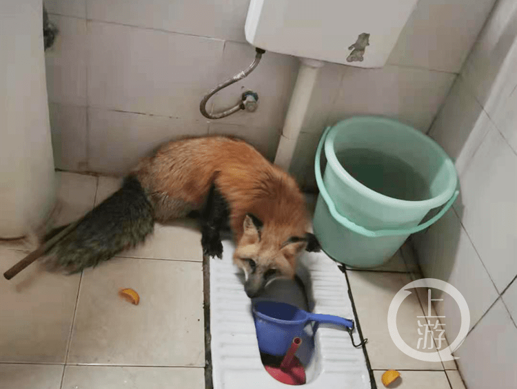 男子酒后捡回“一条品相可爱的小狗” 第二天早